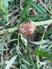 Hierodula transcaucasica