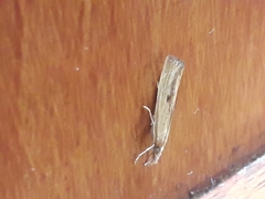 Agriphila inquinatella