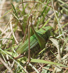Decticus verrucivorus