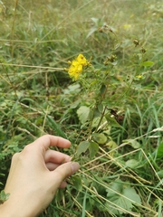 Hypericum maculatum maculatum