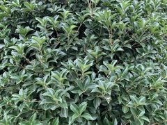 Euonymus japonicus
