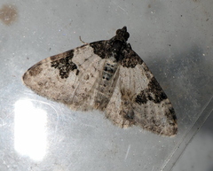 Xanthorhoe fluctuata