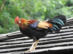 Gallus gallus domesticus