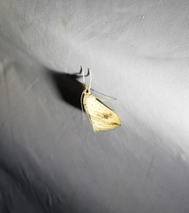 Evergestis forficalis