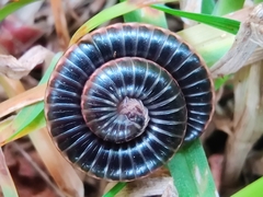 Ommatoiulus sabulosus