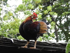 Gallus gallus domesticus