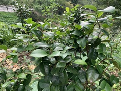 Camellia japonica