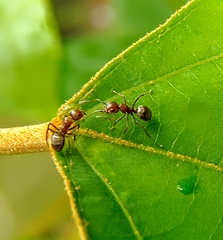 Dolichoderus thoracicus