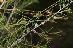 Melaleuca nodosa