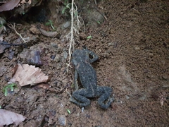 Bufo stejnegeri