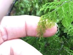 Hymenophyllum multifidum