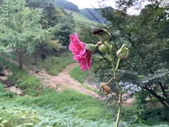 Alcea rosea