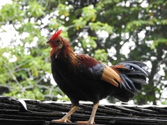 Gallus gallus domesticus