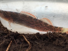 Etheostoma artesiae
