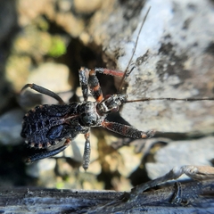 Rhynocoris