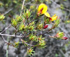 Pultenaea