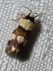 Philenora aspectalella