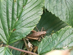 Pholidoptera griseoaptera