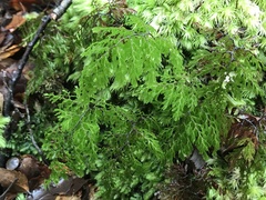 Hymenophyllum multifidum