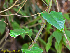Cissus pteroclada