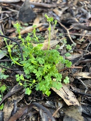 Ranunculus sessiliflorus