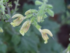 Salvia glutinosa