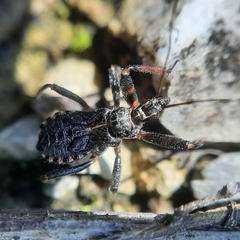 Rhynocoris