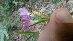 Dianthus balbisii