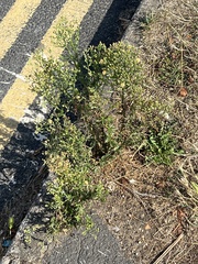 Erigeron floribundus