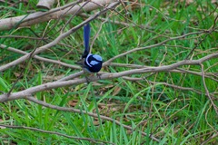Malurus cyaneus