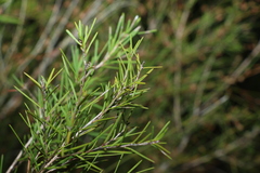 Melaleuca nodosa