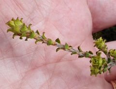 Pimelea