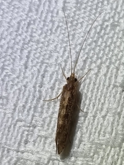 Hydrobiosidae