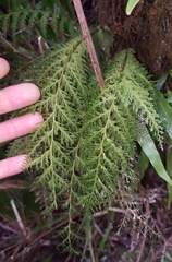 Trichomanes tamarisciforme