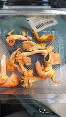 Cantharellus cinnabarinus