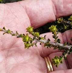 Pimelea