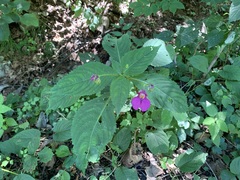 Impatiens textorii