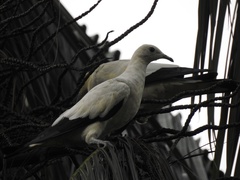 Ducula bicolor