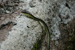 Dendrelaphis formosus