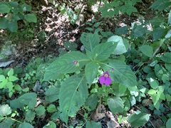 Impatiens textorii
