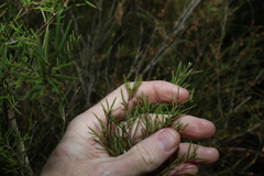 Melaleuca nodosa