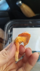 Cantharellus cinnabarinus