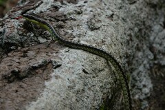 Dendrelaphis formosus