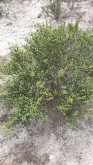 Pimelea