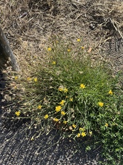 Scorzoneroides autumnalis