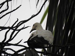 Ducula bicolor