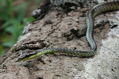 Dendrelaphis formosus