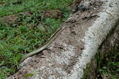 Dendrelaphis formosus