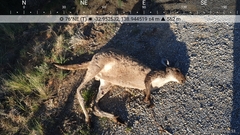 Macropus fuliginosus