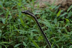 Dendrelaphis formosus